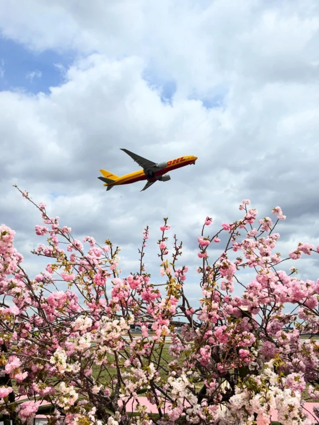 今日の千葉は雨ですが
昨日、成田空港にて桜の花見会が行われました。
滑走路脇の特別ステージ、桜のいけばなのバックには飛行機が飛び立ち、艶やかな舞が披露されました。

#sogetsu 
#草月流 
#桜
#成田山車 
#成田空港