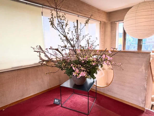 桜の花は永遠です。
千葉県一之江、證大寺のエントランスに
秋山美晴師範のいけばな作品を飾っています。
ここに眠っていらっしゃる故人にも、
お花見を楽しんで頂きたいのです。

#sngetsu 
#temple 
#草月流 
#桜 
#證大寺